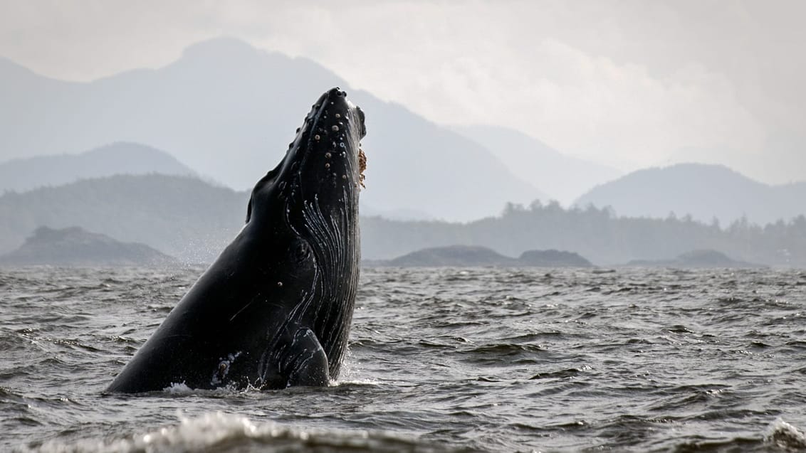 På hvalsafari på Vancouver Island kan du bl.a. opleve pukkelhvaler og spækhuggere