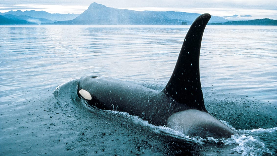 På hvalsafari på Vancouver Island kan du bl.a. opleve pukkelhvaler og spækhuggere