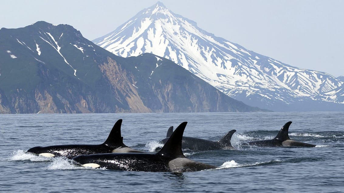 På hvalsafari på Vancouver Island kan du bl.a. opleve pukkelhvaler og spækhuggere