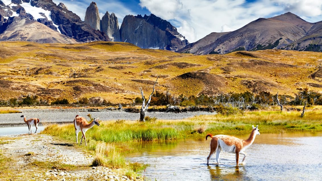 Tag med Jysk Rejsebureau på eventyr i Torres del Paine, Chile