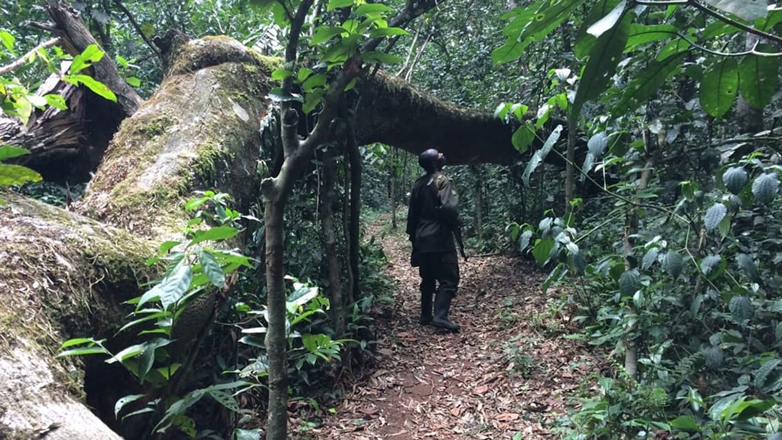 Chimpanse trek i Kibale nationalpark i Uganda
