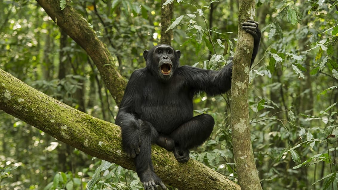 Chimpanse trek i Kibale nationalpark i Uganda