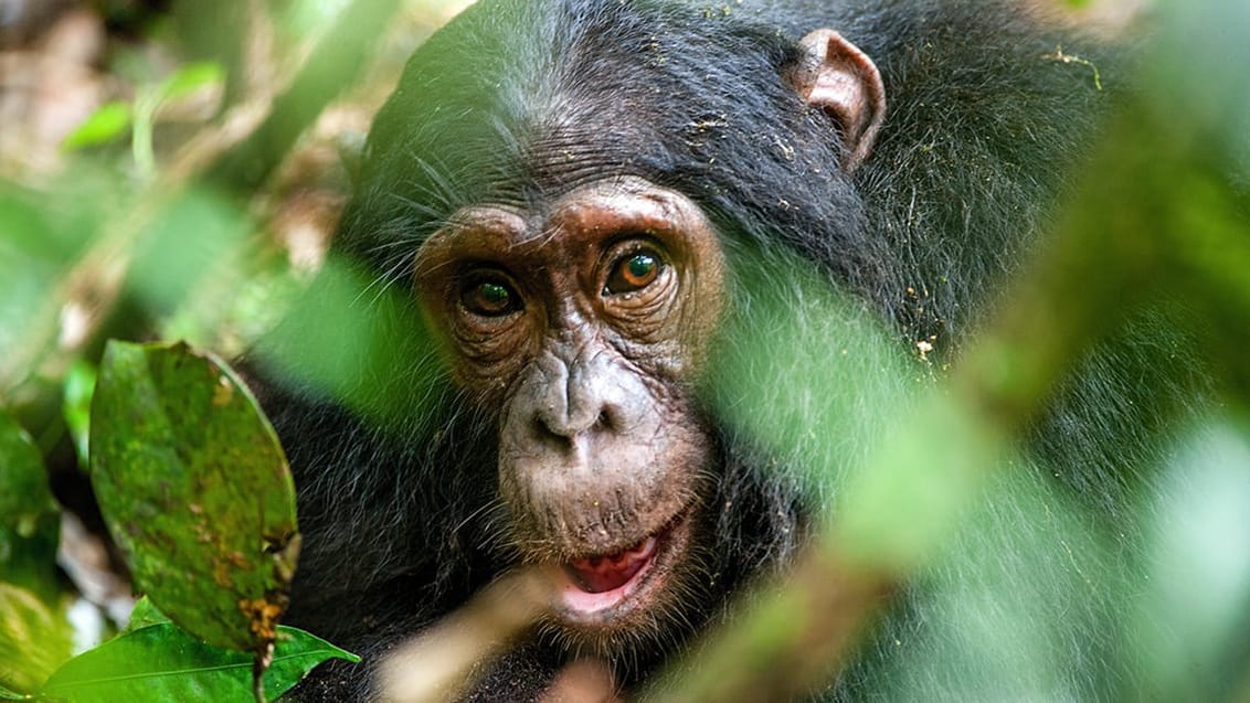 Chimpanse trek i Kibale nationalpark i Uganda