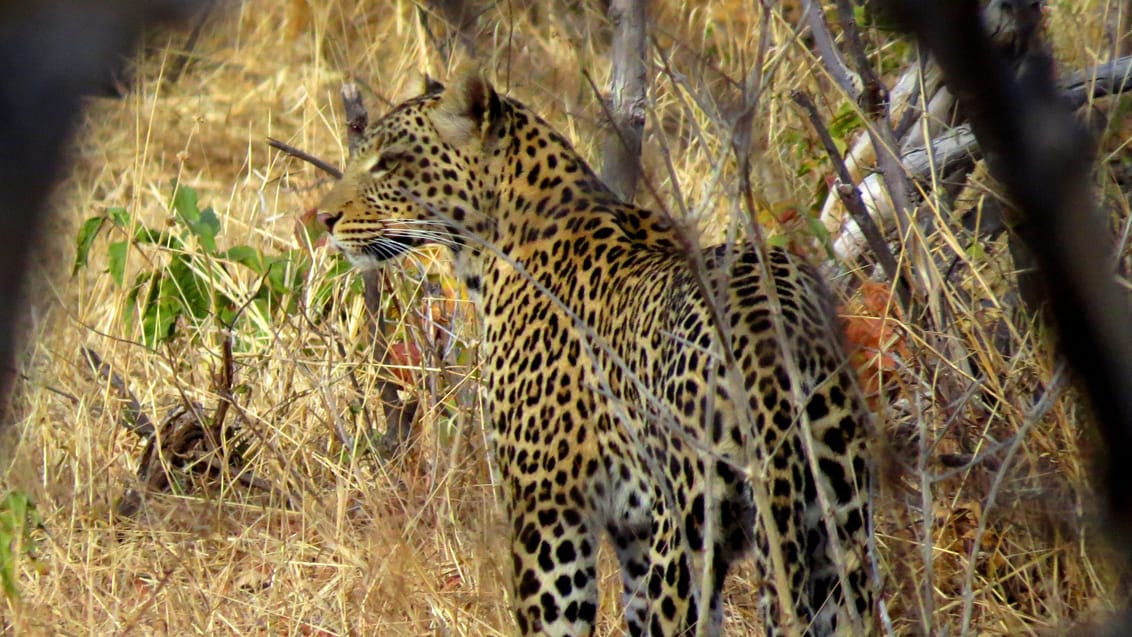 Chobe Nationalpark, Leopard, Botswana