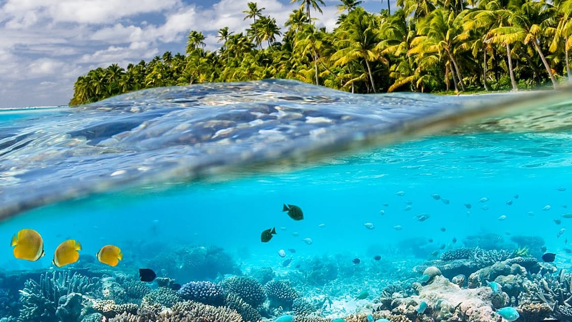 På både Rarotonga og Aitutaki kan du gå direkte fra stranden og ud til koralrev, hvor du kan snorkle