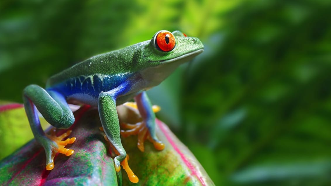 Costa Ricas vartegn er den lille grønne frø