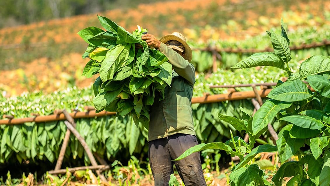 Cuba, Viñales