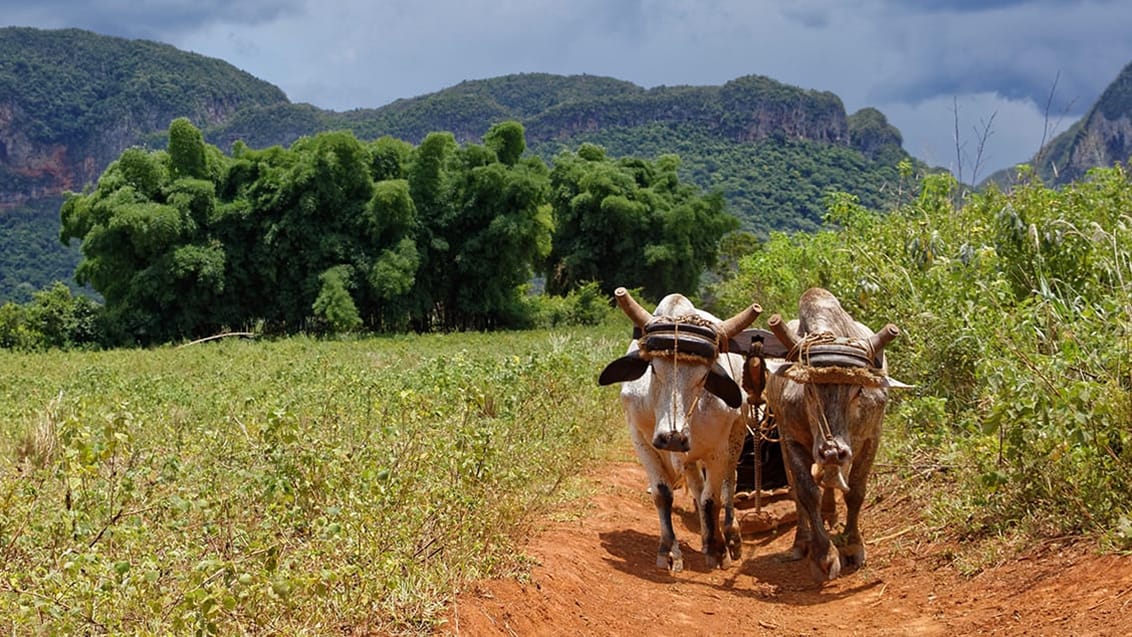 Cuba, Viñales