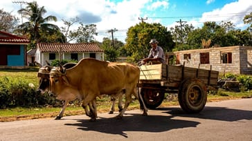 Lokal farmer på arbejde i Viñales