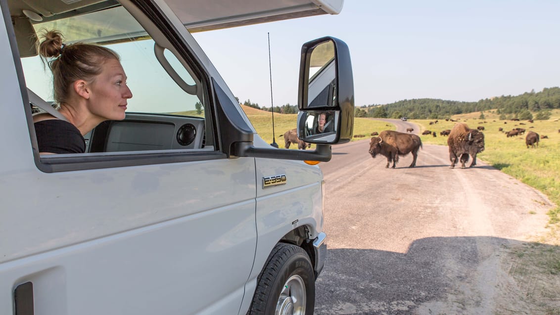 Custer State Park, South Dakota, USA