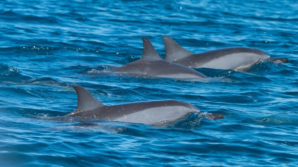 Delfiner på Maldiverne