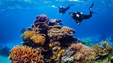 Dykning ved Great Barrier Reef