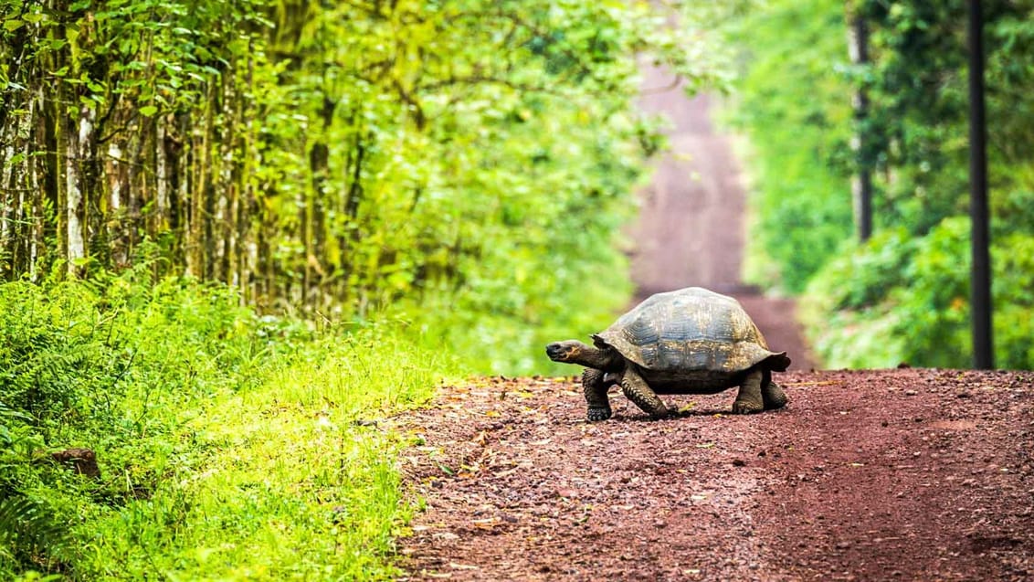 Kæmpeskildpadderne på Galapagos kan veje op til 270 kilo med en skjoldlængde på 120 cm og en levealder på ca. 120 år