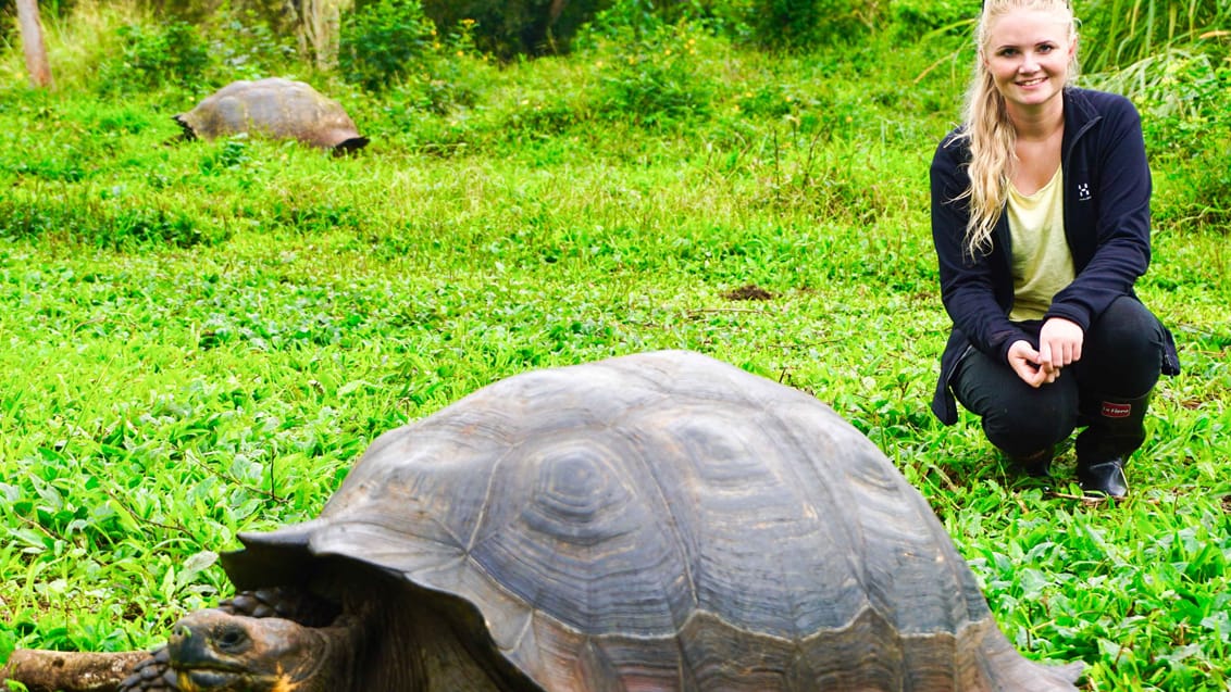 Kæmpeskildpadderne på Galapagos kan veje op til 270 kilo med en skjoldlængde på 120 cm og en levealder på ca. 120 år