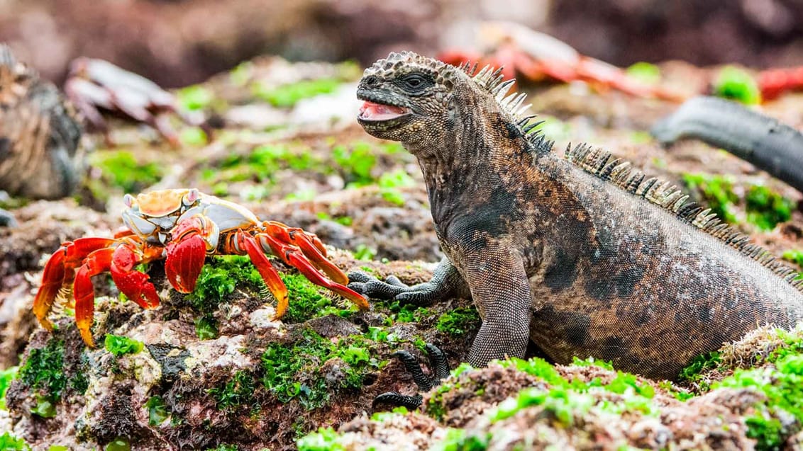 Havleguanerne er endemiske, hvilket vil sige, at arten kun lever på Galapagos-øerne og så er de også verdens eneste marine firben