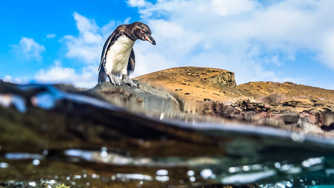 Tag med Jysk Rejsebureau på eventyr i Ecuador og på Galapagos