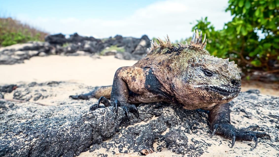 Tag med Jysk Rejsebureau på eventyr i Ecuador og på Galapagos