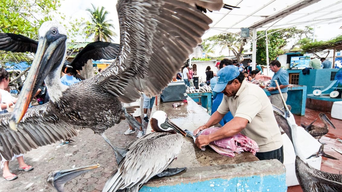 Tag med Jysk Rejsebureau på eventyr i Ecuador og på Galapagos