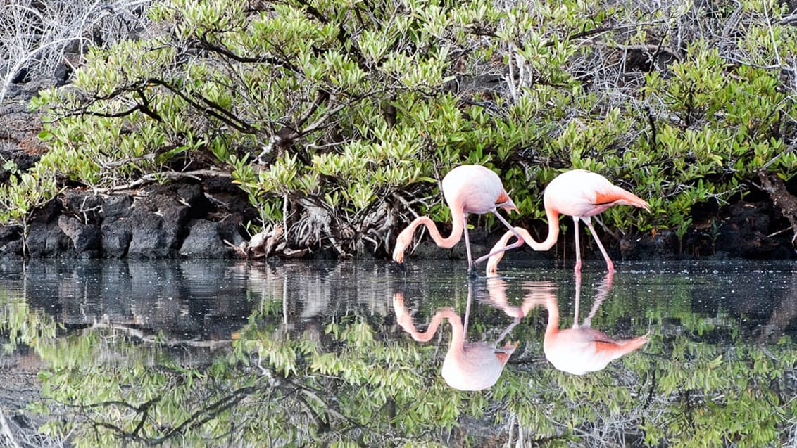 Tag med Jysk Rejsebureau på eventyr i Ecuador og på Galapagos