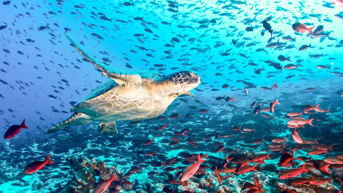 Tag med Jysk Rejsebureau på eventyr i Ecuador og på Galapagos