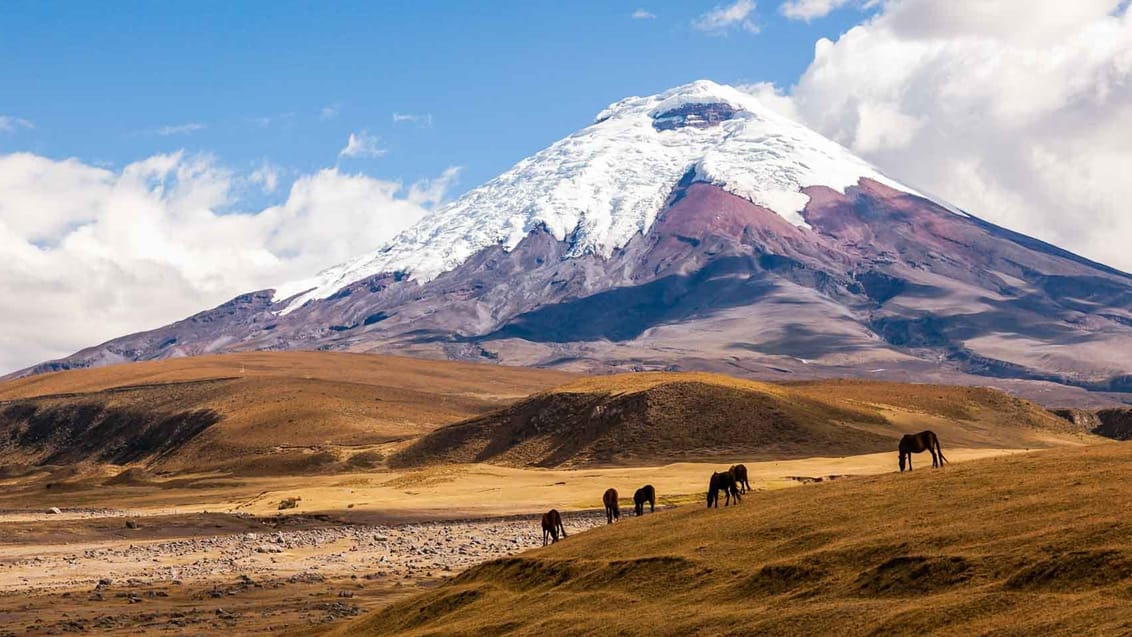 Tag med Jysk Rejsebureau på eventyr i Ecuador og på Galapagos