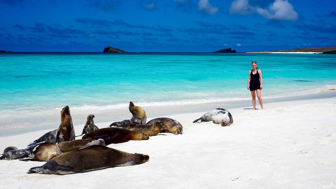 Du finder masser af smukke strande på Galapagos, men du skal dele dem med 
