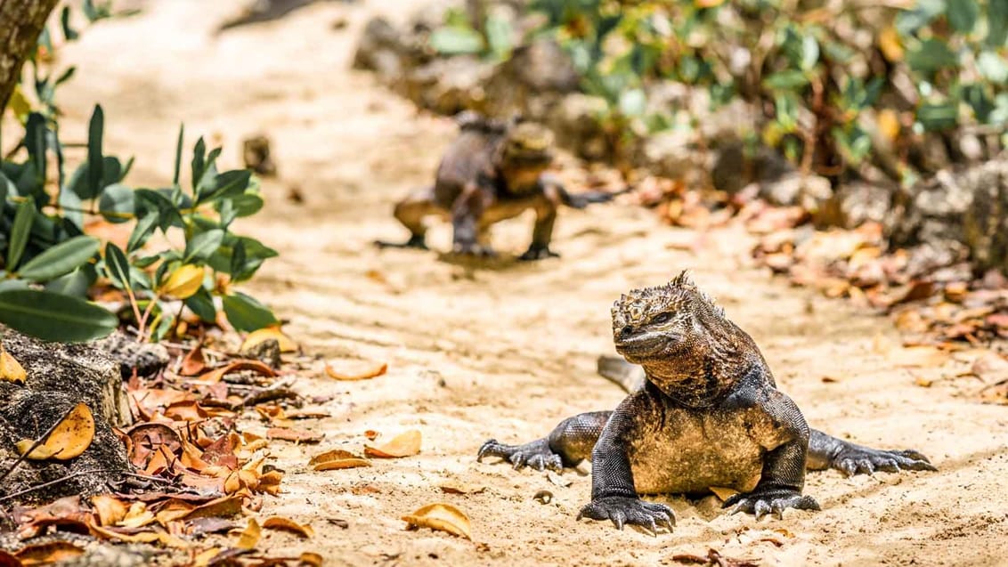 Oplev landleguaner og alle de andre facinerede dyr på Galapagos