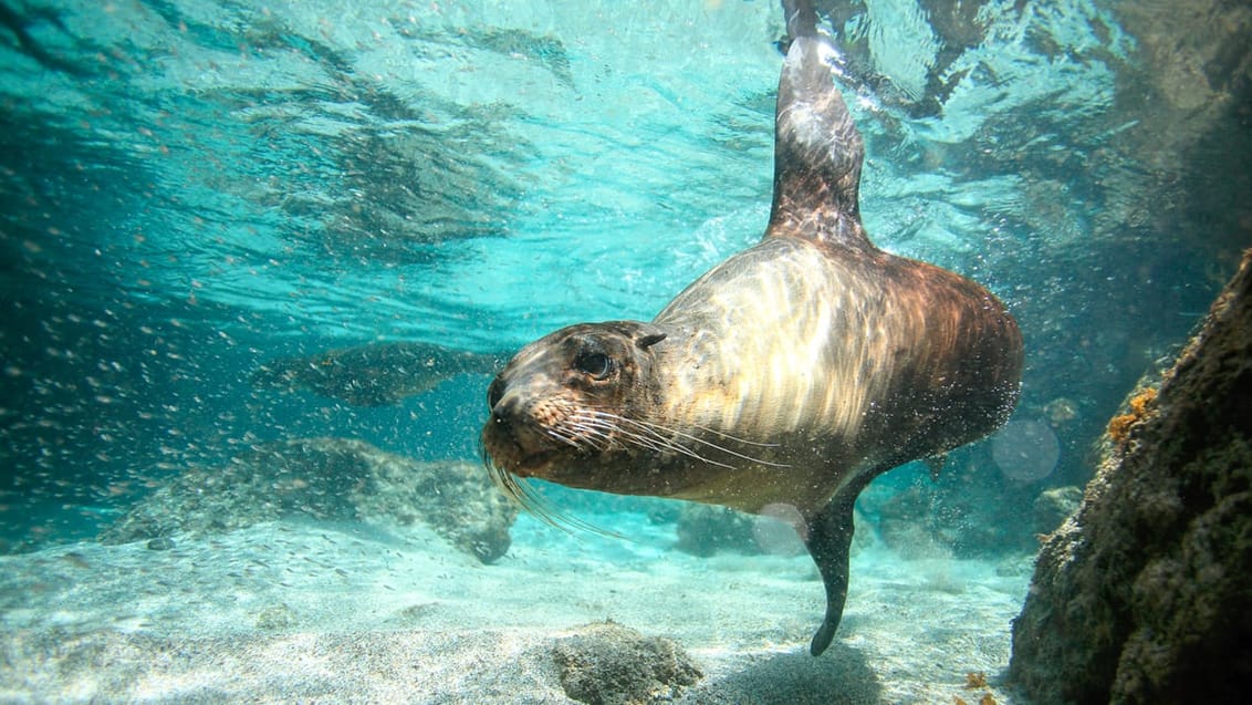 Tag med Jysk Rejsebureau på eventyr i Ecuador og på Galapagos