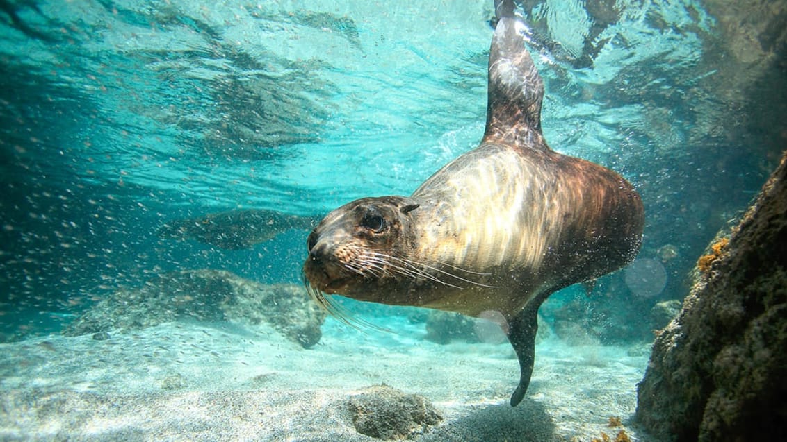 Tag med Jysk Rejsebureau på eventyr i Ecuador og på Galapagos