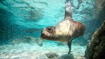 Tag med Jysk Rejsebureau på eventyr i Ecuador og på Galapagos