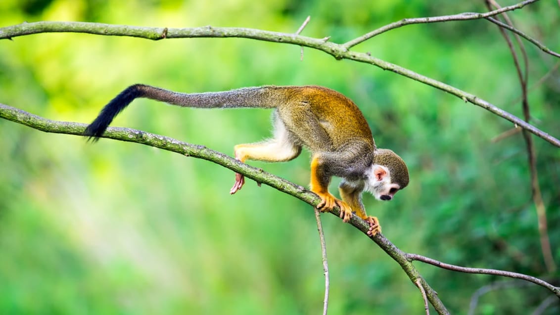 Cuyabeno-reservatet ligger i amazonjunglen. Her får du mulighed for at komme helt tæt på den spændende flora og fauna som f.eks. omfatter aber, fugle, anakondaer og den lyserøde floddelfin