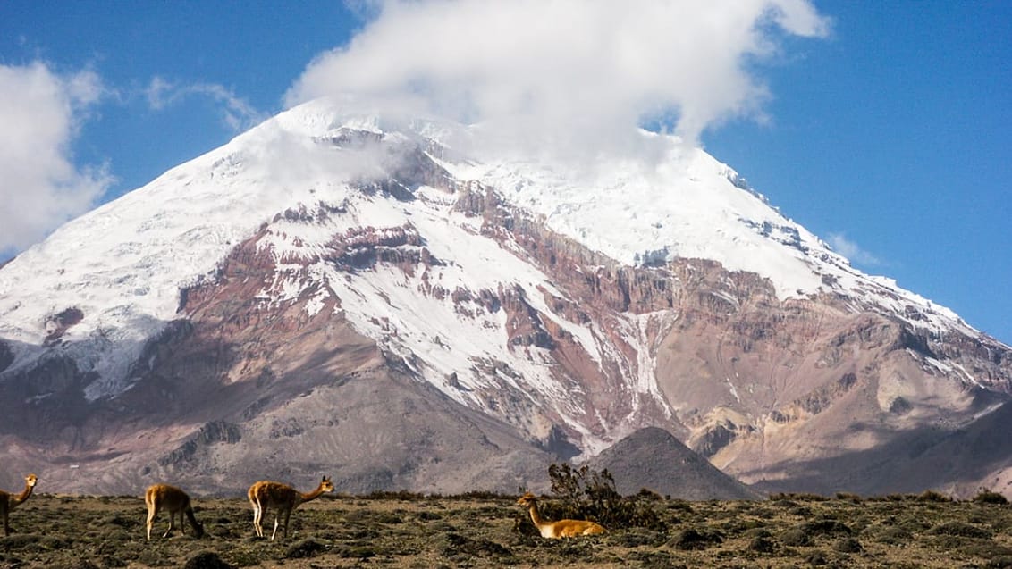 Tag med Jysk Rejsebureau på eventyr i Ecuador og på Galapagos