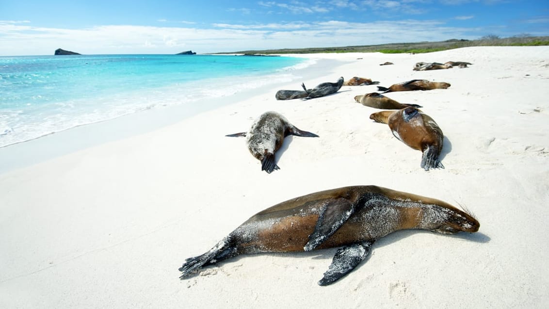 Tag med Jysk Rejsebureau på eventyr i Ecuador og på Galapagos