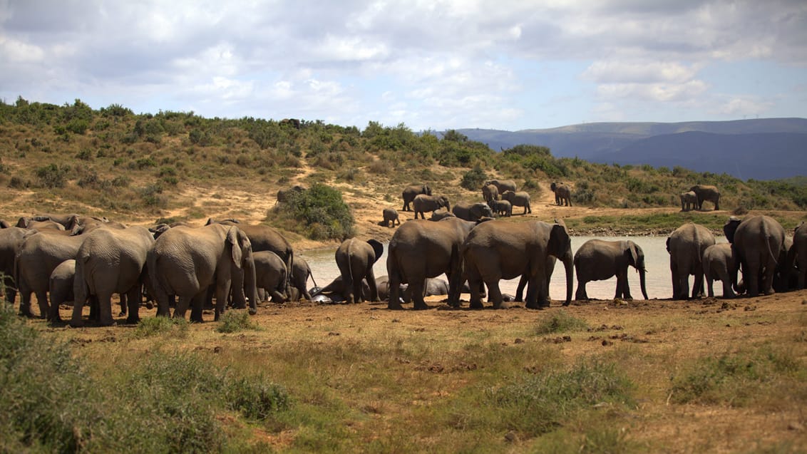 Oplev store flokke af elefanter i Addo Elephant Nationalpark