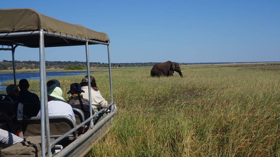 Elefanter bader, Chobe Nationalpark, Botswana