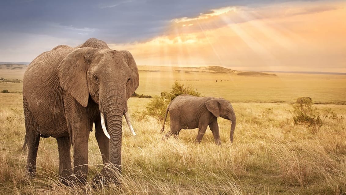 Elefanter i Queen Elizabeth i Uganda