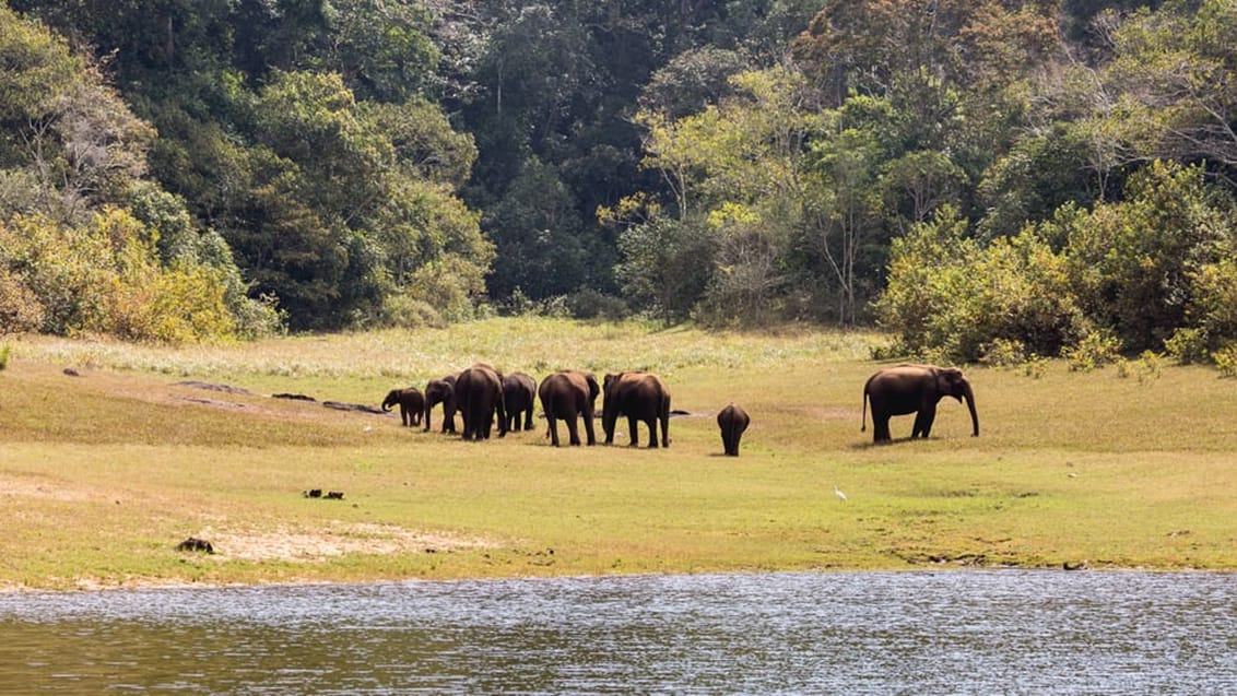Elefanter i Thekkady
