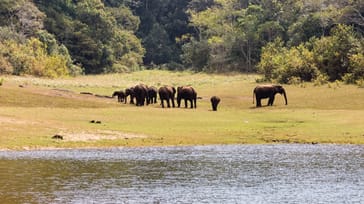 Elefanter i Thekkady