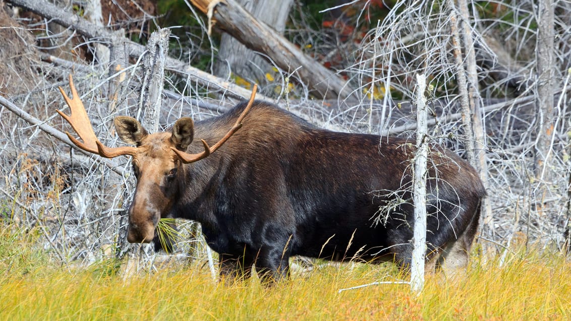 Elg, Omega Park, Canada