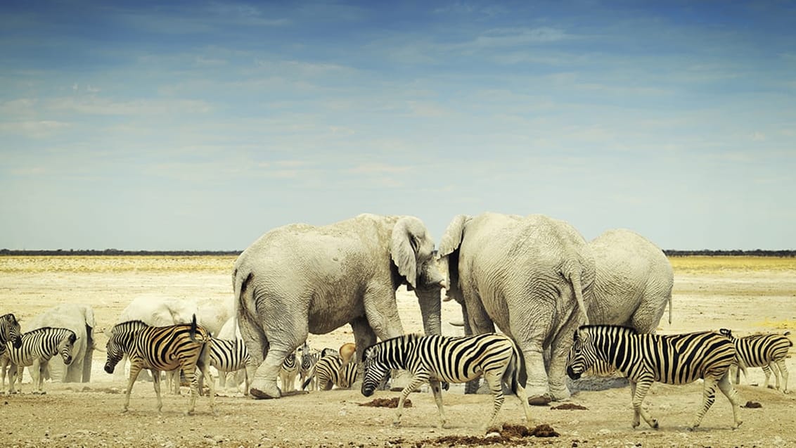 Etosha National Park, Namibia