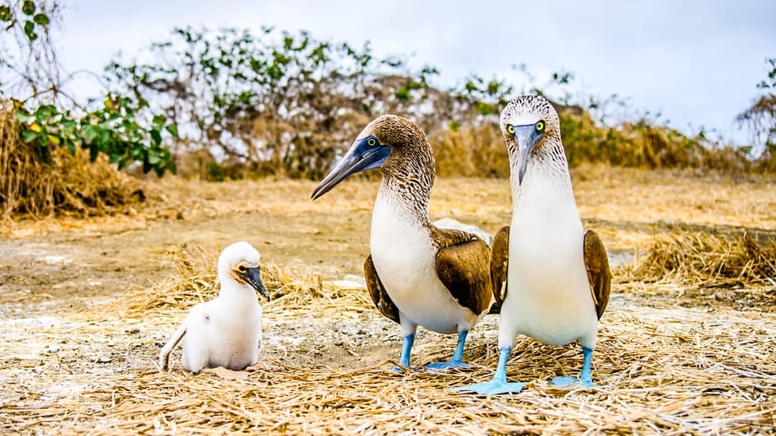 Galapagos