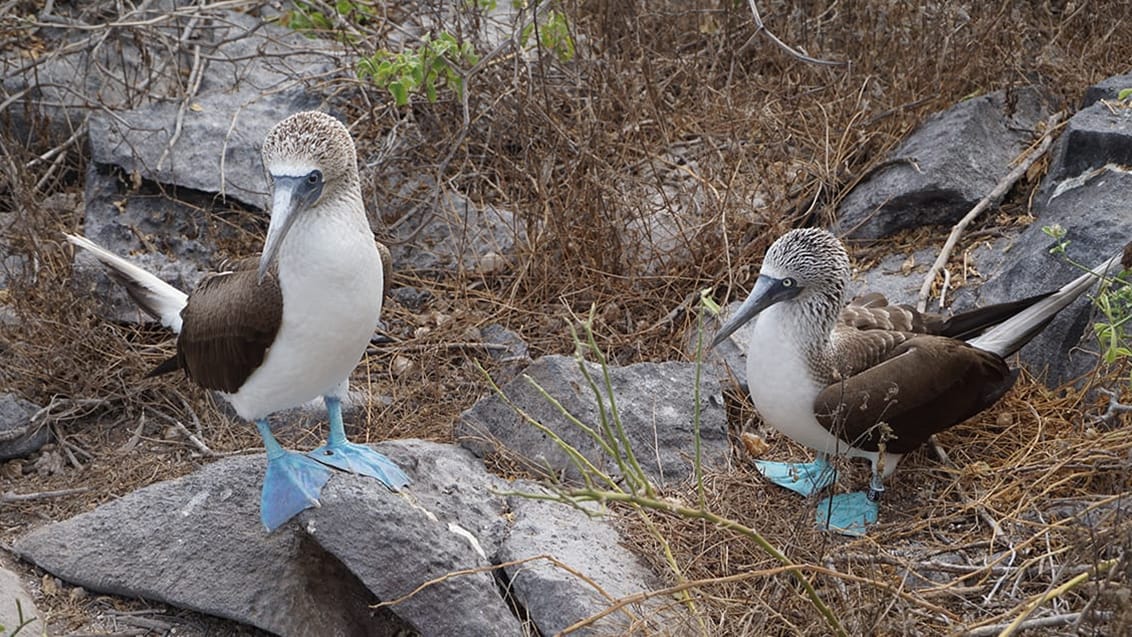 Blue-footed bubi