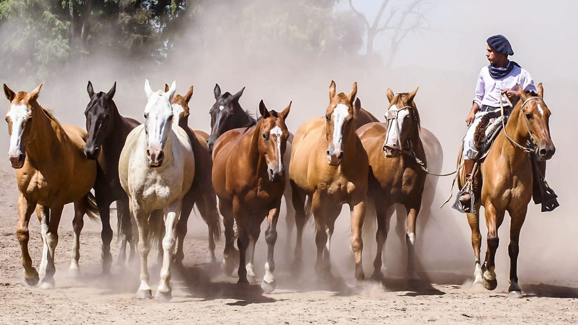 En gaucho er en argentinsk betegnelse for cowboy