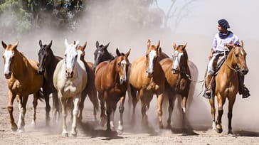 En gaucho er en argentinsk betegnelse for cowboy