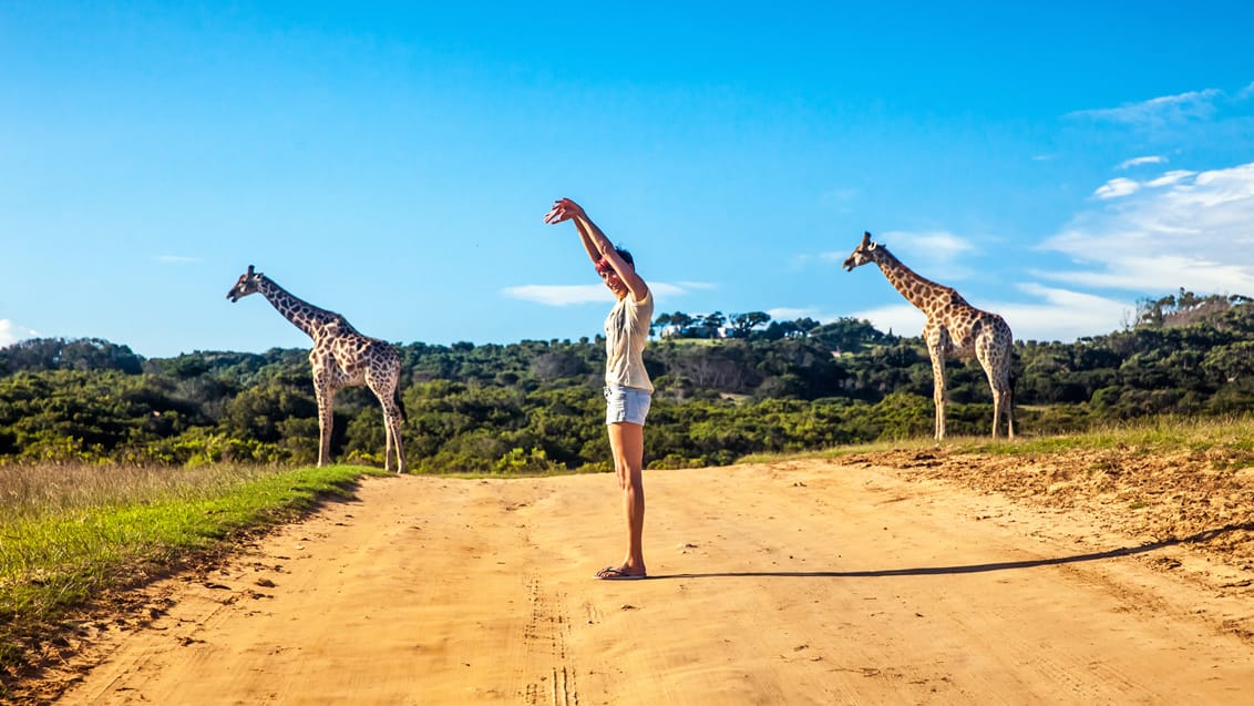 Girafpose, Sydafrika