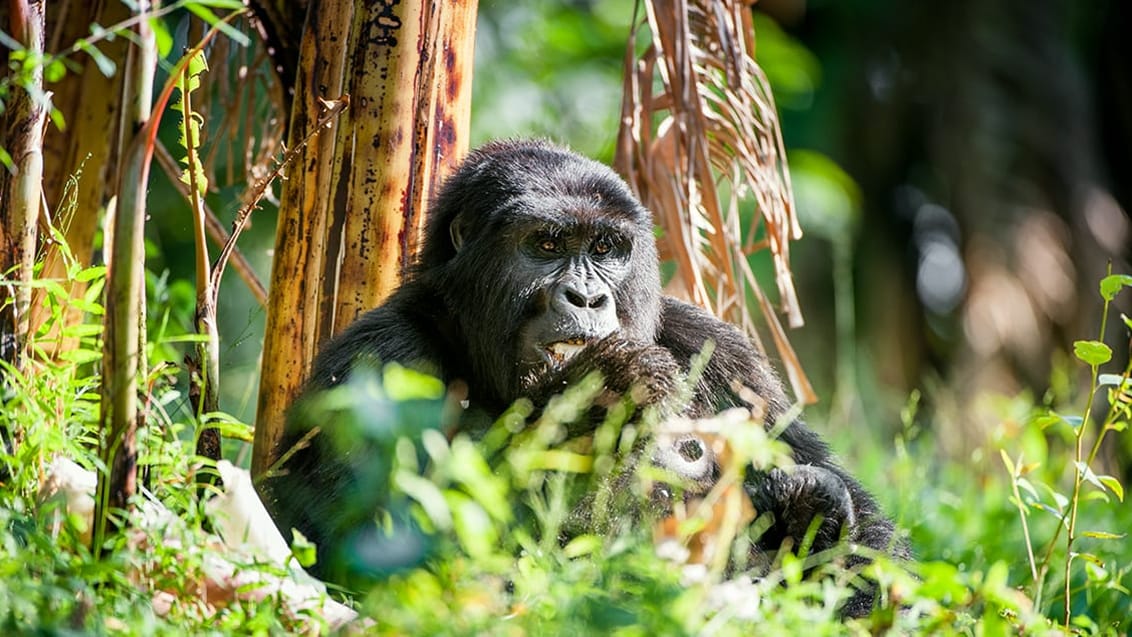 Gorilla i Bwindi National Park