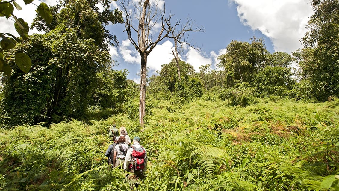 Gorillatrek I Bwindi Impenetrable i Uganda