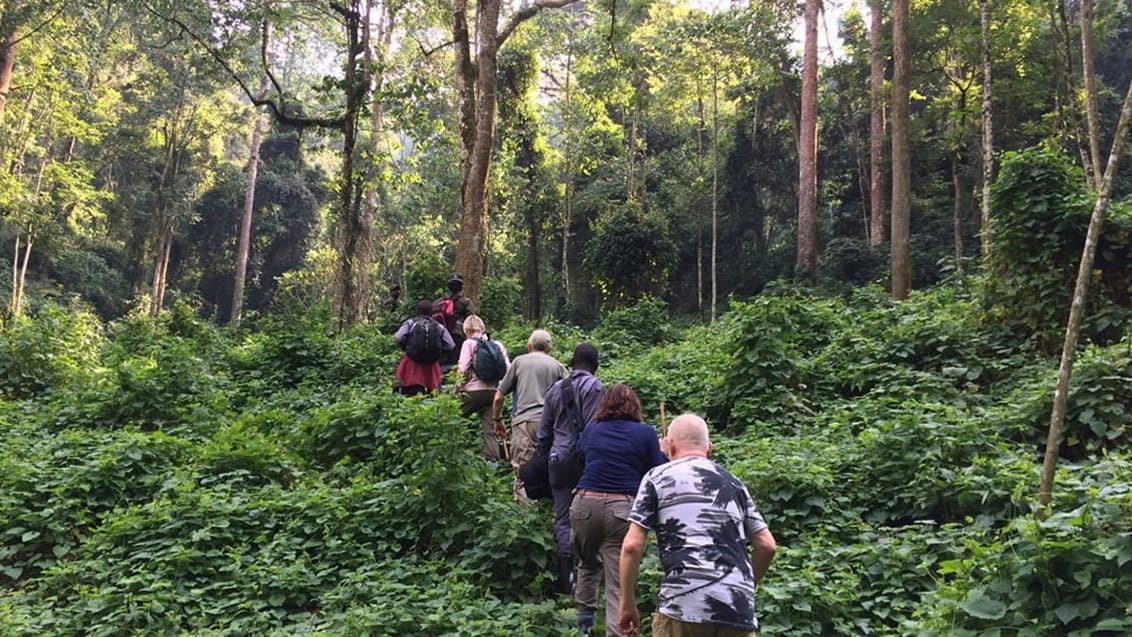 Gorillatrek I Bwindi Impenetrable i Uganda