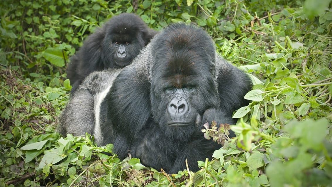 Gorillatrek I Bwindi Impenetrable i Uganda