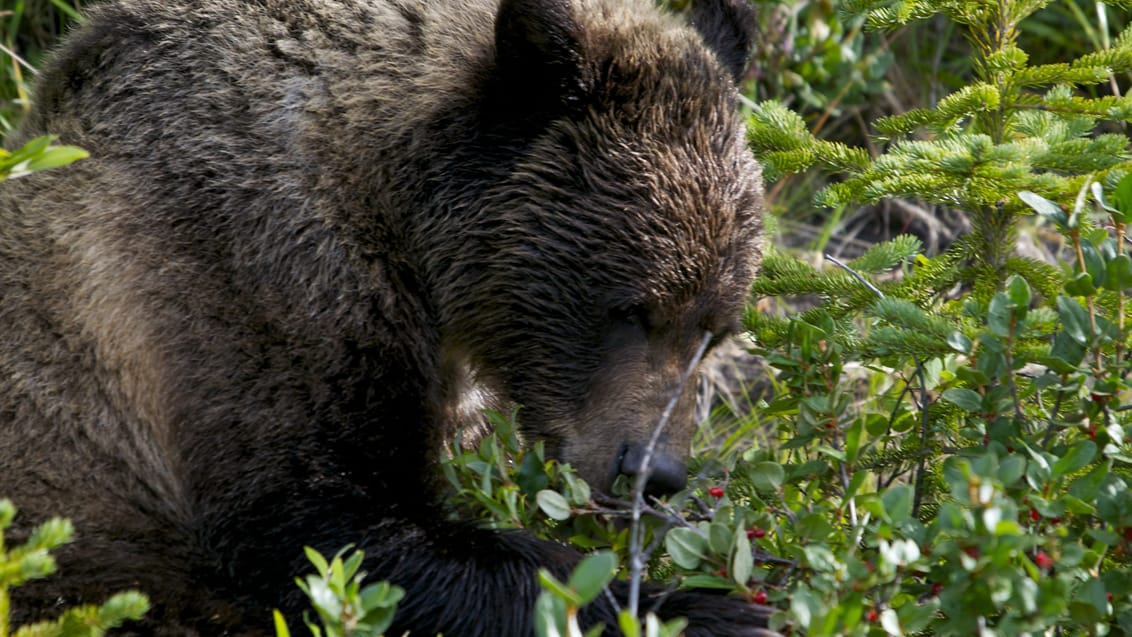 Grizzly bjørn, Banff, Canada